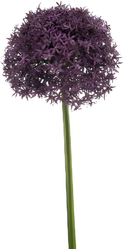 Allium giant spray purple 90 cm Emerald