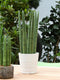 Sanseveria - Fachjan - Groene Plant- Hoogte 45 cm