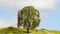 NOCH 20115 Boom Treurwilg 150 mm 1 stuk(s)