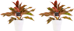 Decorum Duo 2 x Aglaonema Crete met Anna white – ↨ 25cm – ⌀ 12cm