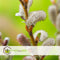 Plant in a Box - Salix Helvetica - Zwitserse dwergwilg op stam - set van 2 - Boompjes - Potmaat 19 cm - Hoogte 80-90 cm - Frisgroen