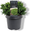 Warentuin natuurlijk - Cryptomeria jap. Little Sonja 20-25 cm Coni...