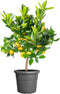 Elho Algarve Cilindro 35 - Bloempot voor Buiten - 100% Gerecycled Plastic - Ø 34.5 x H 29 cm - Antraciet