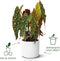 Elho B.for Soft Rond 22 - Bloempot voor Binnen - 100% gerecycled plastic - Ø 22.3 x H 20.4 cm - Wit