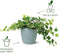 Elho Brussels Rond 14 - Bloempot voor Binnen - 100% Gerecycled Plastic - Ø 13.5 x H 12.6 cm - Sorbet groen