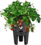 Elho green basics aardbeien pot - plantenpot voor moestuinieren - Aardbeien Kweken en Oogsten - 33cm - Living black