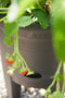 Elho green basics aardbeien pot - plantenpot voor moestuinieren - Aardbeien Kweken en Oogsten - 33cm - Living black