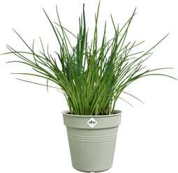 Elho Green Basics Orchidee 13 - Bloempot voor Binnenbuitenkweken En Oogsten - Ø 13.1 x H 12.0 cm - Steengroen