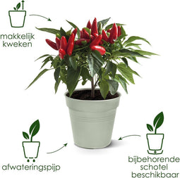 Elho Green Basics Orchidee 15 - Bloempot voor Binnenbuitenkweken En Oogsten - Ø 15.0 x H 13.9 cm - Steengroen