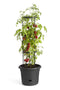 Elho Green Basics Tomaten Pot 33 - Kweekpot voor Tomaten - 100% Gerecycled Plastic - Ø 33.5 x H 26.0 cm - Living black