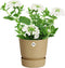 Elho Greenville Rond 16 - Bloempot voor Buiten met Waterreservoir - 100% Gerecycled Plastic - Ø 16 x H 15.3 cm - Goudkleurig zand