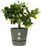 Elho Greenville Rond 25 - Bloempot voor Buiten met Waterreservoir - 100% Gerecycled Plastic - Ø 24.5 x H 23.3 cm - Blad groen