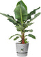 Elho Greenville Rond 25 - Bloempot voor Buiten met Waterreservoir - 100% Gerecycled Plastic - Ø 24.5 x H 23.3 cm - Living concrete