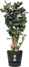 Elho Greenville Rond 47 - Grote Bloempot voor Buiten met Waterreservoir - 100% Gerecycled Plastic - Ø 47 x H 44 cm - Living black