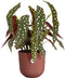 Elho Jazz Rond 23 Bloempot voor Binnen - Woonaccessoire van 100% Gerecycled Plastic - Ø 23.1 x H 21.5 cm - Toscaans rood