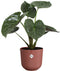 Elho Jazz Rond 26 Bloempot voor Binnen - Woonaccessoire van 100% Gerecycled Plastic - Ø 26 x H 24.2 cm - Toscaans rood