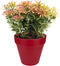 Elho Loft Urban Rond 25 - Bloempot voor Buiten - Ø 24.5 x H 22.0 cm - Veenbes rood