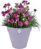 Elho Loft Urban Rond 50 - Bloempot voor Buiten - Ø 48.5 x H 44.5 cm - Lavendel lila