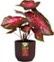 Elho The Winery Collection 14 - Bloempot voor Binnen - 100% Gerecycled Plastic - Ø 14.1 x H 12.9 cm - Bordeaux rood