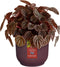 Elho The Winery Collection 16 - Bloempot voor Binnen - 100% Gerecycled Plastic - Ø 16.1 x H 14.8 cm - Bordeaux rood