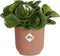 Elho Vibes Fold Rond Mini 9 - Bloempot voor Binnen - 100% Gerecycled Plastic - Ø 9.3 x H 8.8 cm - Delicaat roze