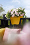 Elho Vibia Campana Flower Bridge 40 - Plantenbak voor Balkon Railing - 100% Gerecycled Plastic - Ø 39.0 x H 22.0 cm - Honinggeel