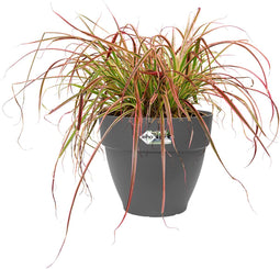 Elho Vibia Campana Rond 47 - Bloempot voor Buiten met Afwateringsgaten - 100% Gerecycled Plastic - Ø 47.0 x H 40.4 cm - Antraciet