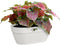 Elho Vibia Campana Wall Basket 35 - Wand Bloempot voor Buiten - 100% Gerecycled Plastic - Ø 35.0 x H 14.8 cm - Zijdewit