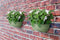 Elho Vibia Campana Wall Basket 35 - Wand Bloempot voor Buiten - 100% Gerecycled Plastic - Ø 35.0 x H 14.8 cm - Pistachegroen