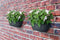 Elho Vibia Campana Wall Basket 35 - Wand Bloempot voor Buiten - 100% Gerecycled Plastic - Ø 35.0 x H 14.8 cm - Antraciet