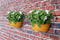 Elho Vibia Campana Wall Basket 35 - Wand Bloempot voor Buiten - 100% Gerecycled Plastic - Ø 35.0 x H 14.8 cm - Honinggeel