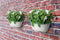Elho Vibia Campana Wall Basket 35 - Wand Bloempot voor Buiten - 100% Gerecycled Plastic - Ø 35.0 x H 14.8 cm - Zijdewit