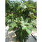 Vijgenboom - Ficus carica 125 - 150 cm (12 - 14 cm stamomtrek)