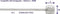 Elvedes Versnelling Binnenkabel Rvs 225 Cm (6472) 100 Stuks