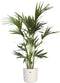Kentia Palm in ELHO b.for soft sierpot (wit) ↨ 110cm - hoge kwaliteit planten