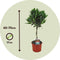 Plant in a Box - Laurus nobilis - Laurierboom - Pot 17cm - Hoogte 60-70cm