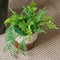 Emerald - Kunst Hangplant in pot Asparagus 50cm - Kunstplanten voor binnen