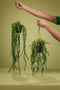 Emerald - Kunst Hangplant in pot Buxus 50cm - Kunstplanten voor binnen