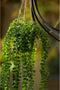 Emerald - Kunst Hangplant in pot Ficus Pumila 60cm - Kunstplanten voor binnen