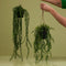 Emerald - Kunst Hangplant in pot Ficus Pumila 60cm - Kunstplanten voor binnen