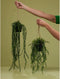 Emerald - Kunst Hangplant in pot Ficus Pumila 60cm - Kunstplanten voor binnen