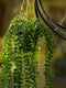 Emerald - Kunst Hangplant in pot Ficus Pumila 60cm - Kunstplanten voor binnen