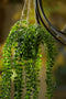 Emerald - Kunst Hangplant in pot Ficus Pumila 60cm - Kunstplanten voor binnen