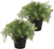 Emerald Kunstplant Asparagus - groen - in zwarte pot - 25 cm