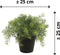 Emerald Kunstplant Asparagus - groen - in zwarte pot - 25 cm