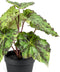 Emerald - Kunstplant in pot Begonia groen 25cm - Kunstplanten voor binnen