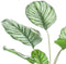 Emerald - Kunstplant in pot Calathea Orbifolia 45cm - Kunstplanten voor binnen
