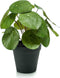 Emerald - Kunstplant in pot Pilea 22cm - Kunstplanten voor binnen
