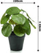 Emerald - Kunstplant in pot Pilea 22cm - Kunstplanten voor binnen