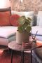 Emerald - Kunstplant in pot Pilea 22cm - Kunstplanten voor binnen